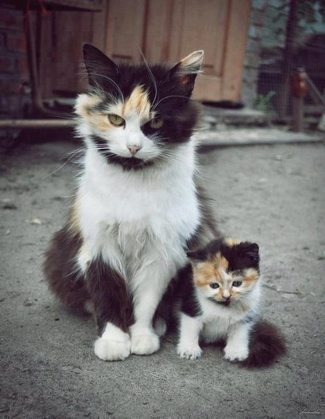 Cats