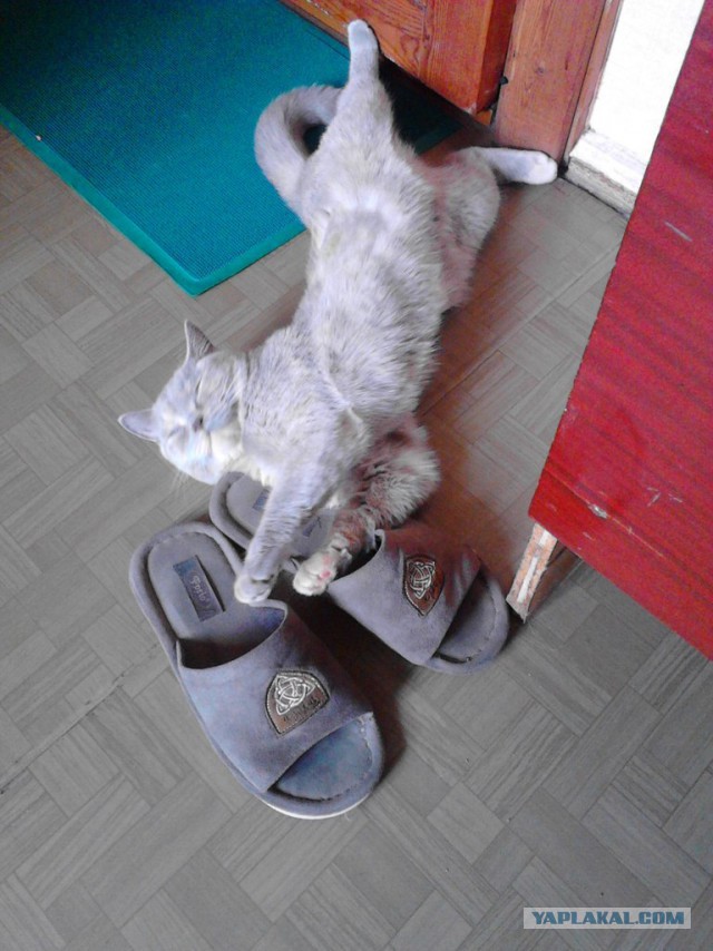 Cats