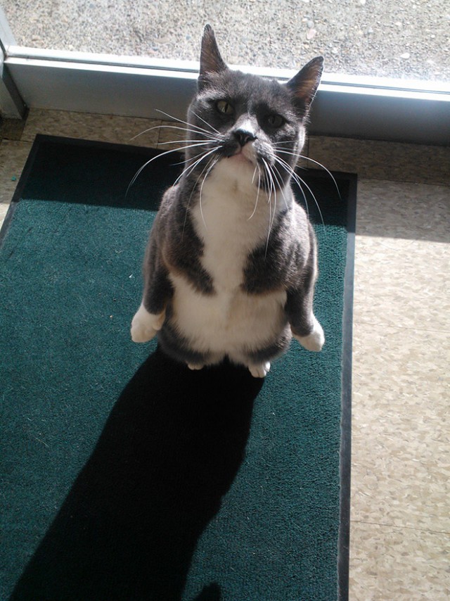 Cats