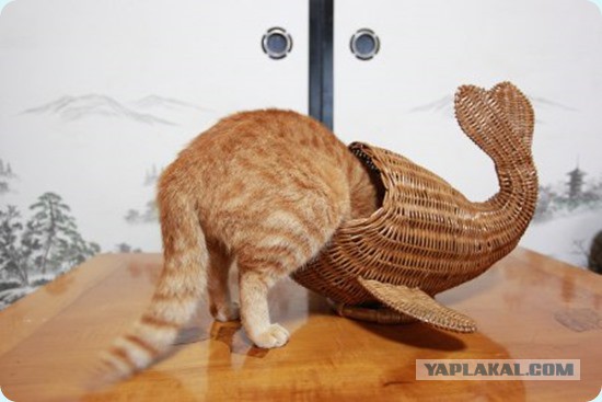 Cats
