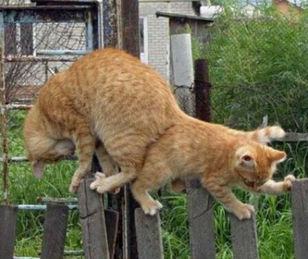 Cats