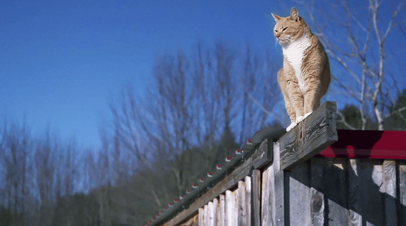 Cats