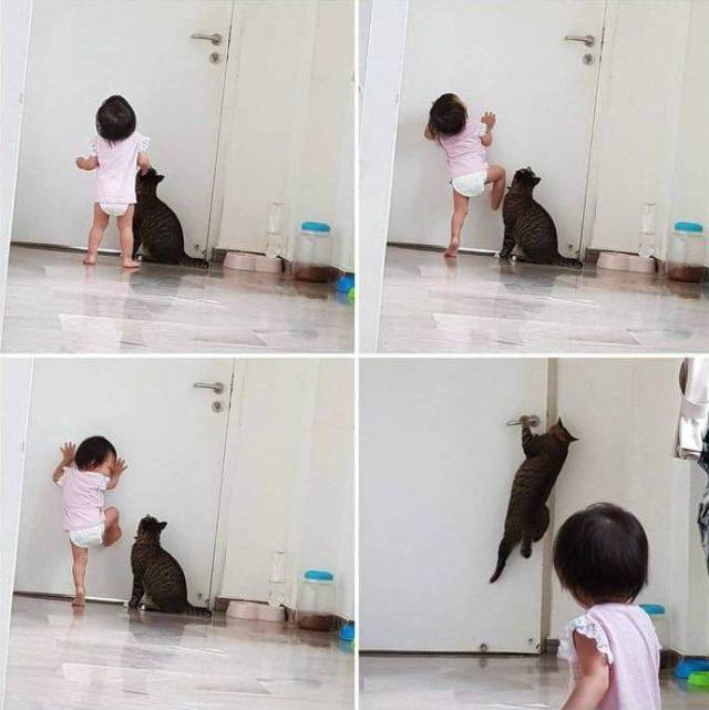 Cats