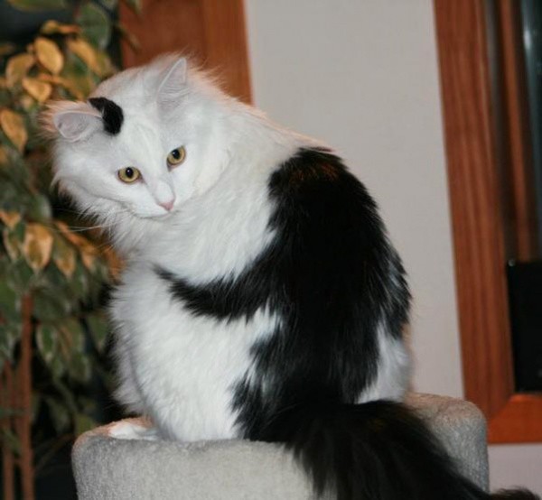Cats