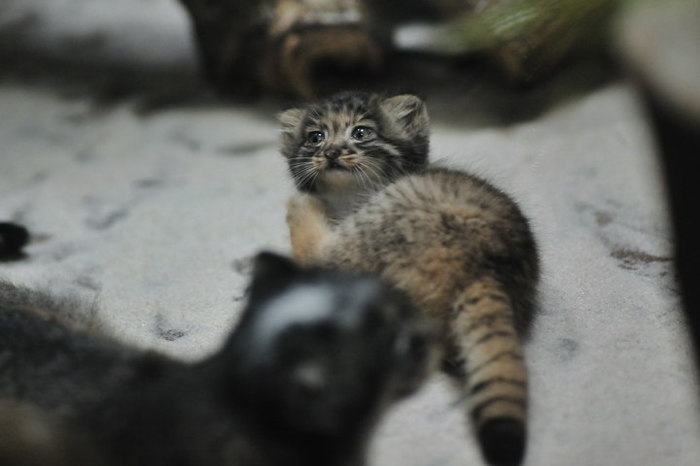 Cats