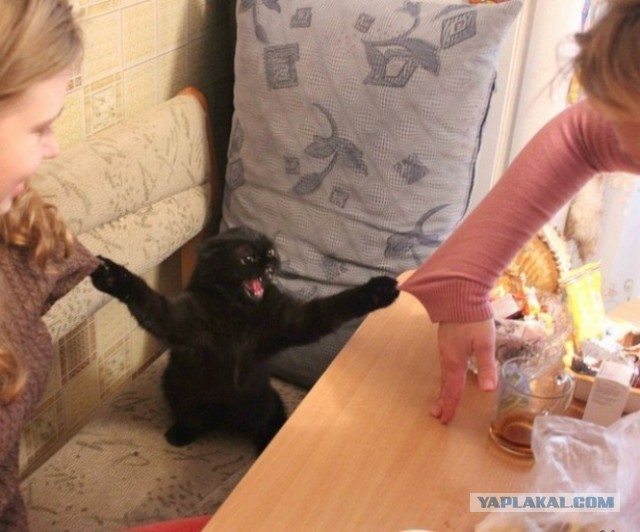 Cats