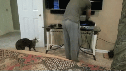 Cats