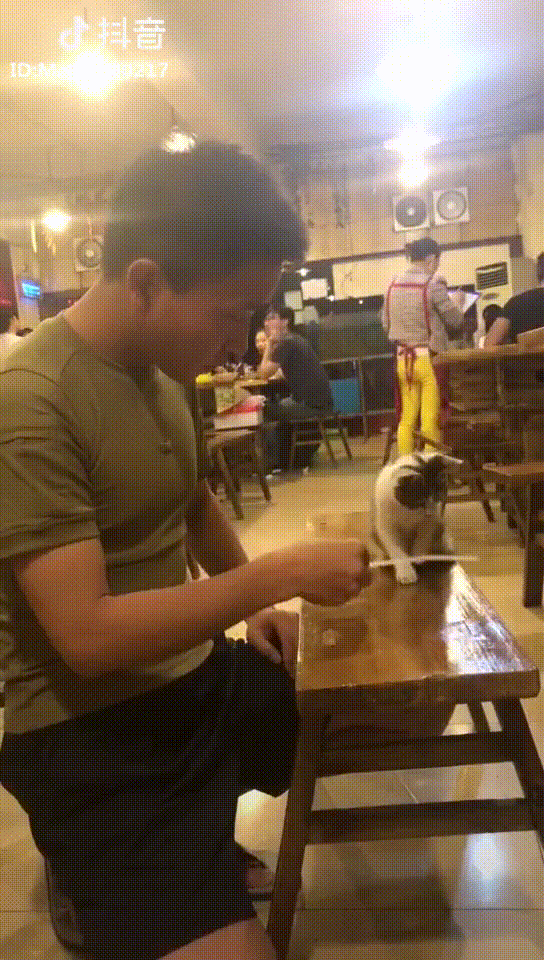 Cats