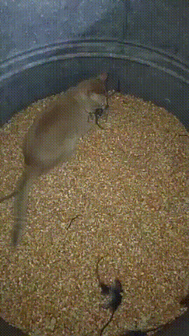 Cats