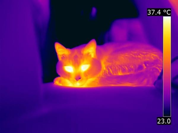 Cats