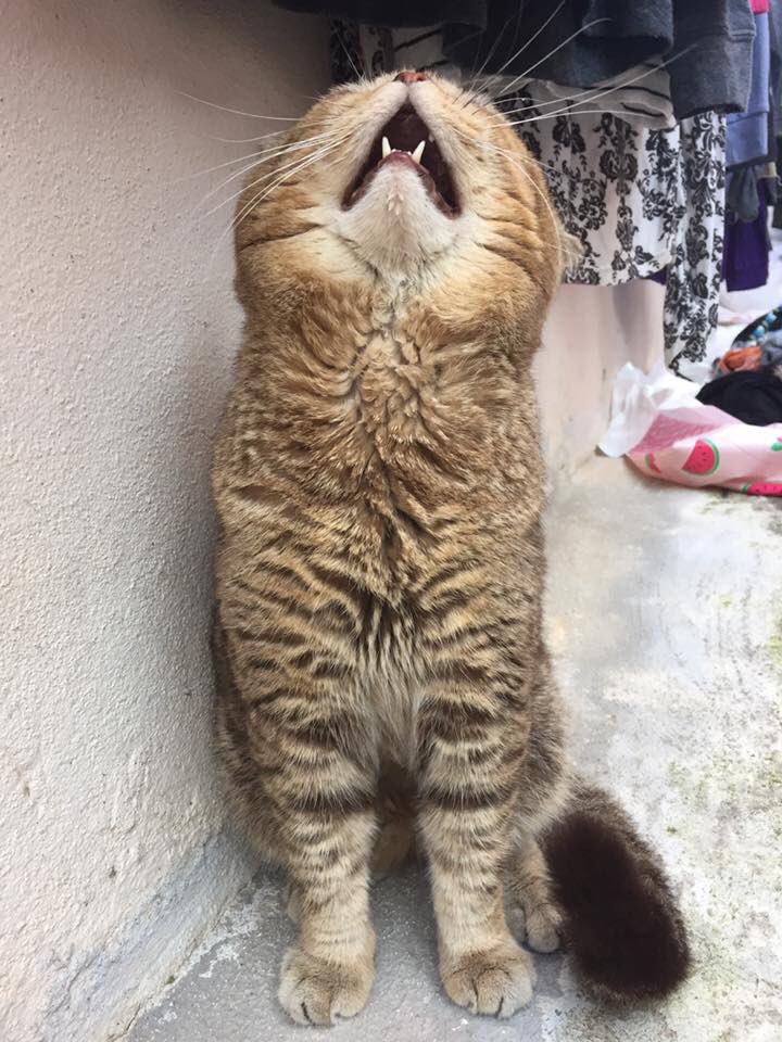 Cats