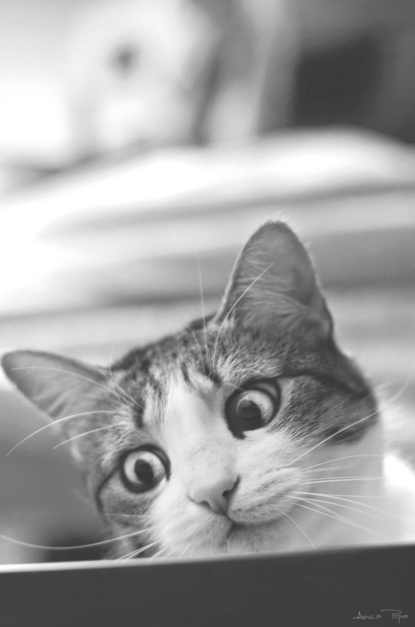 Cats