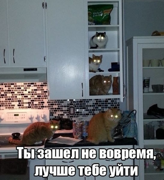 Cats