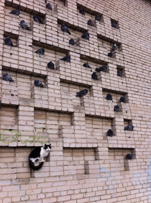 Cats