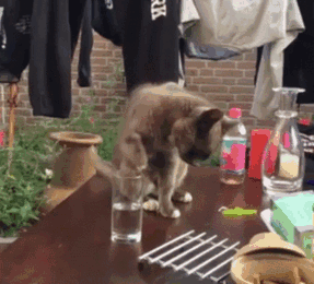 Cats
