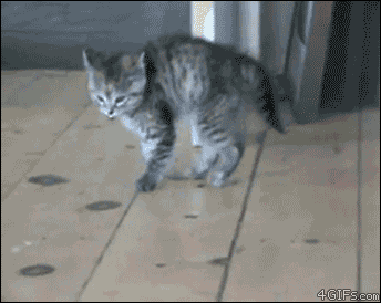 Cats