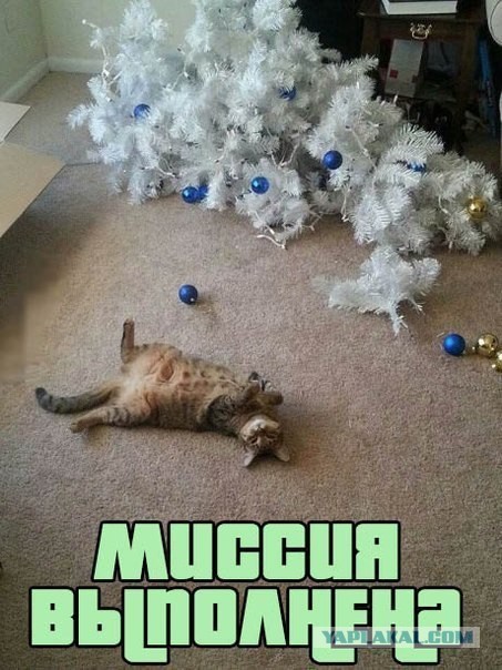 Cats