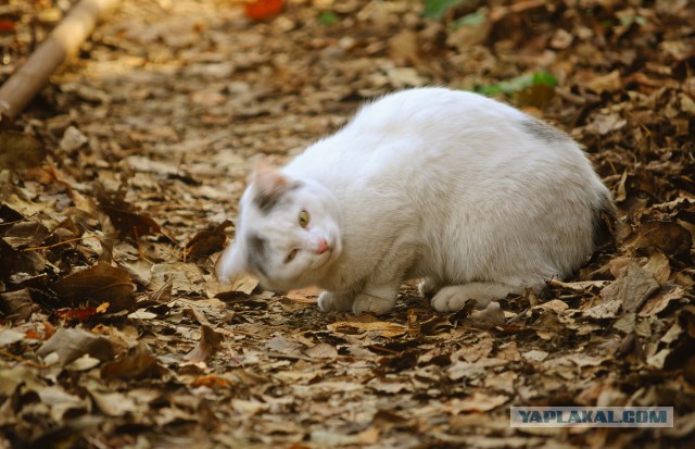 Cats