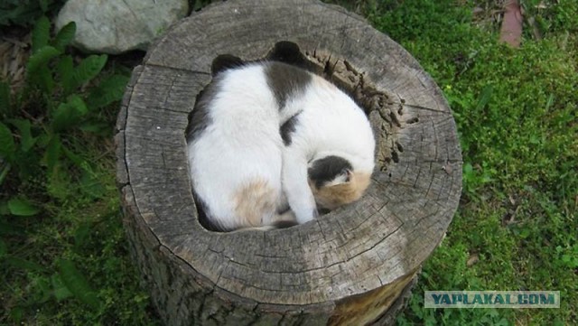 Cats