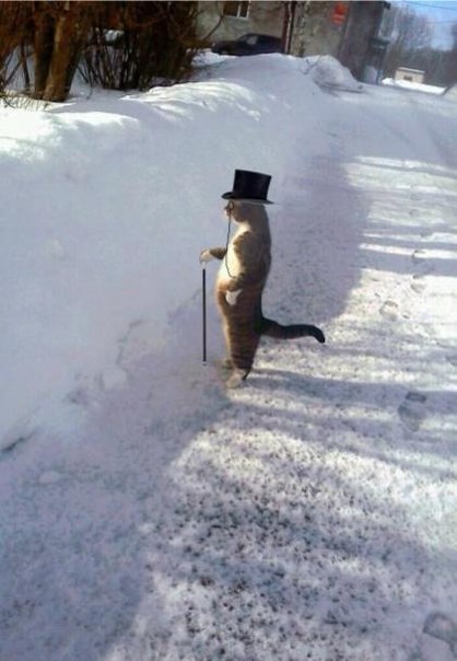 Cats