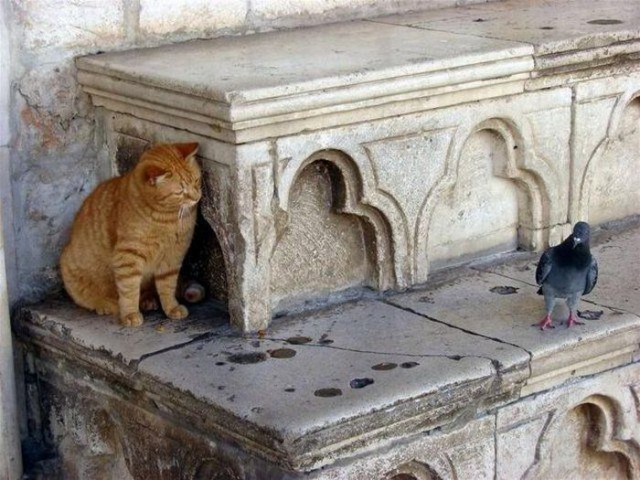 Cats