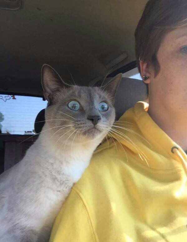 Cats