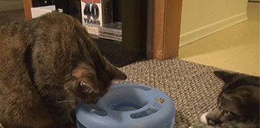 Cats