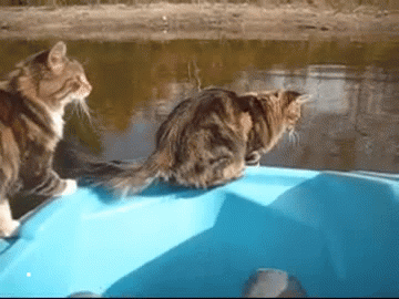 Cats
