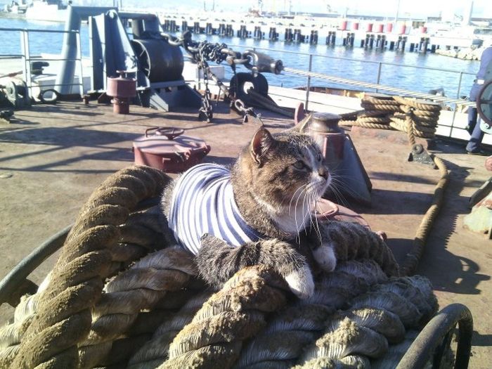 Cats