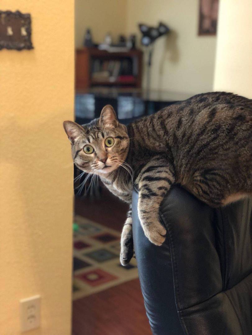 Cats
