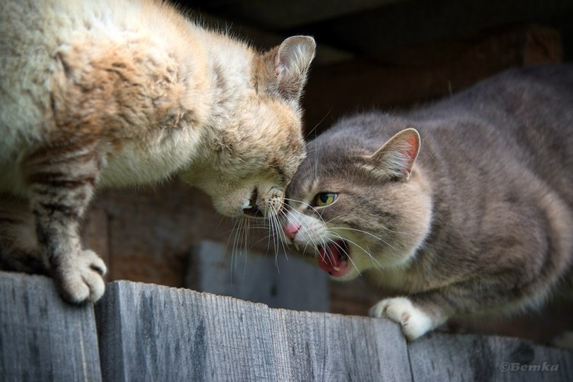 Cats