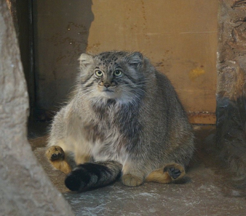 Cats