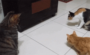 Cats