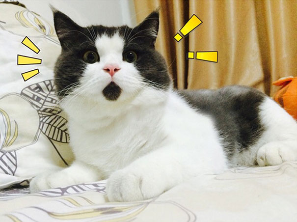 Cats