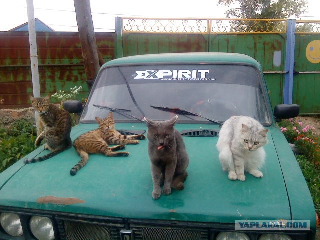 Cats