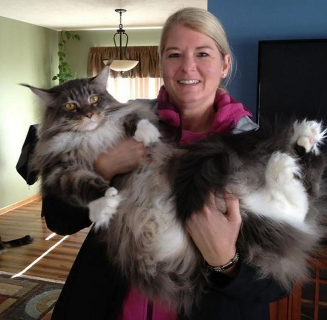 Cats