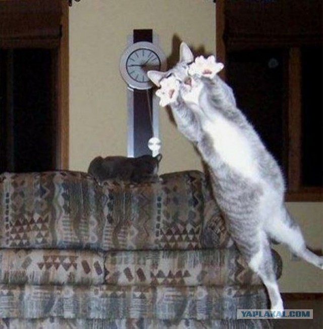 Cats
