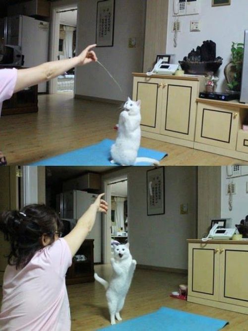 Cats