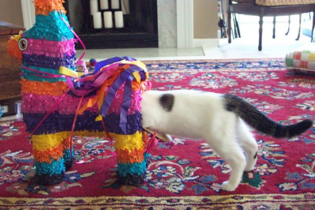 Cats