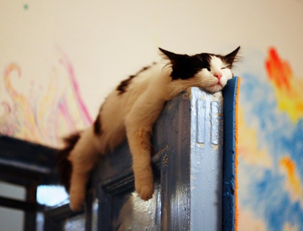Cats