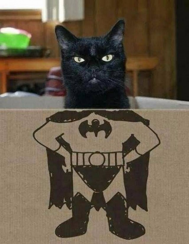 Cats