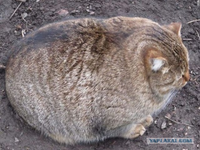 Cats