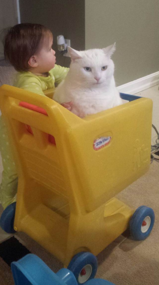 Cats