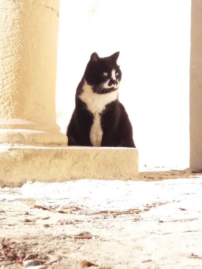 Cats