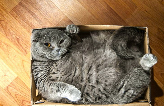 Cats