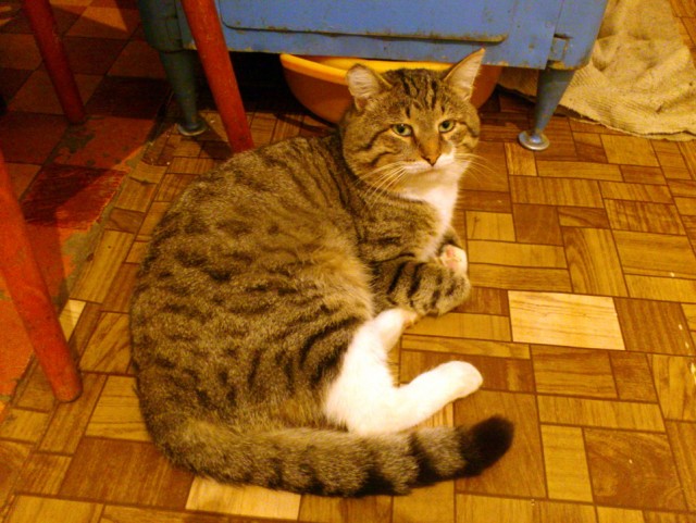 Cats