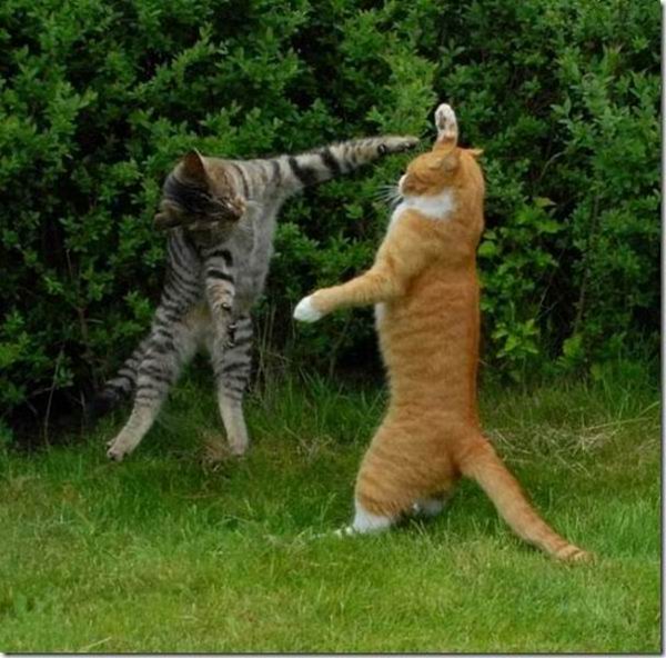 Cats