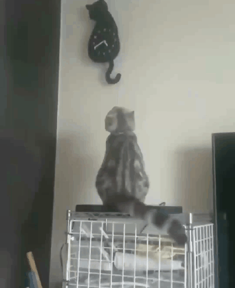 Cats