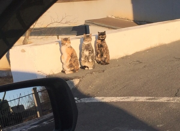 Cats