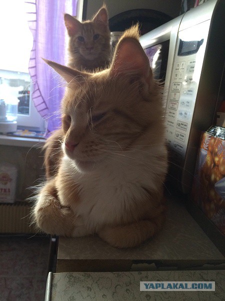 Cats